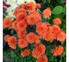 Хризантема Бранбич Оранж (Branbeach Orange)